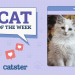 Catster Photo Contest: Cats of the Week Winners (April 17, 2025)