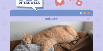 Catster Photo Contest: Cats of the Week Winners (April 24, 2025)