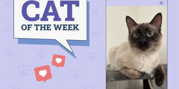 Catster Photo Contest: Cats of the Week Winners (April 10, 2025)
