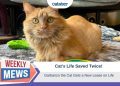 Cat’s Life Saved Twice: Garbanzo Gets a New Lease on Life (with Video)