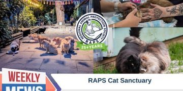 RAPS Cat Sanctuary – A Forever Home For the Cats No One Wanted (with Video)