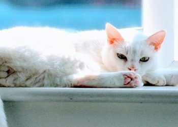 You Want To Know What??? Answering Our Readers’ Strangest Questions