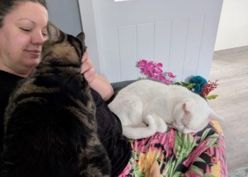 What Cat Paralysis?! Dr. Karyn’s Lap Lovers