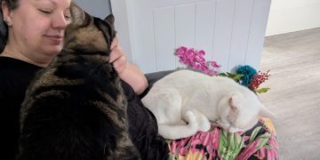 What Cat Paralysis?! Dr. Karyn’s Lap Lovers