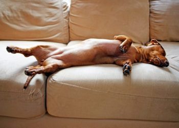 Hypoglycemia (Low Blood Sugar) In Dogs: Symptoms, Causes, And Treatments