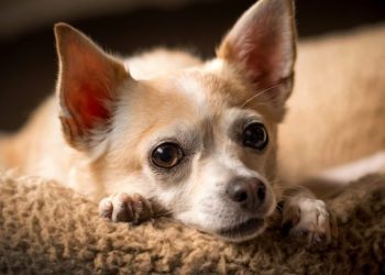 Open Fontanel In Dogs: Symptoms, Causes, & Treatments