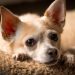 Open Fontanel In Dogs: Symptoms, Causes, & Treatments