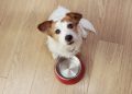 Acid Reflux In Dogs: Symptoms, Causes, & Treatments