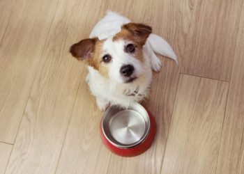 Acid Reflux In Dogs: Symptoms, Causes, & Treatments