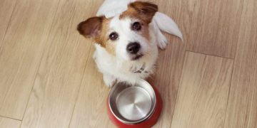 Acid Reflux In Dogs: Symptoms, Causes, & Treatments