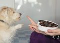 10 Foods That Are Bad for Dogs