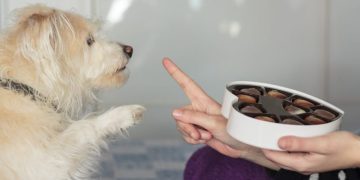 10 Foods That Are Bad for Dogs