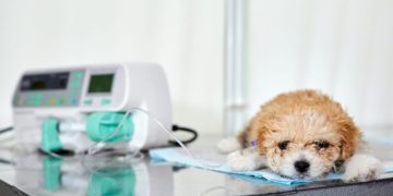 Renal (Kidney) Failure in Dogs: Symptoms, Causes, & Treatments