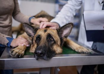 Bloat In Dogs: Symptoms, Causes, & Treatments