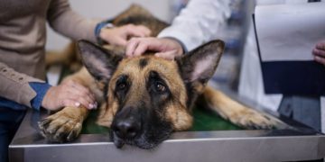 Bloat In Dogs: Symptoms, Causes, & Treatments