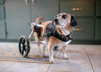 Paralysis In Dogs: Symptoms, Causes, & Treatments