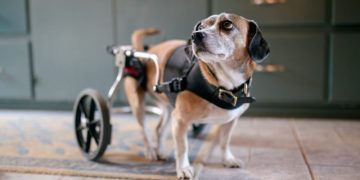 Paralysis In Dogs: Symptoms, Causes, & Treatments