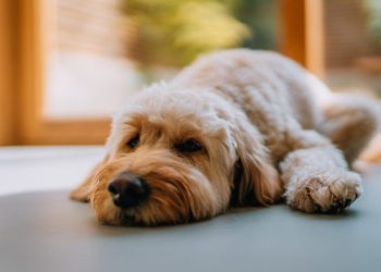 Metabolic Acidosis In Dogs: Symptoms, Causes, & Treatments