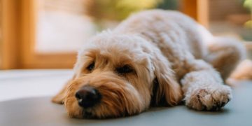 Metabolic Acidosis In Dogs: Symptoms, Causes, & Treatments
