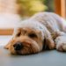 Metabolic Acidosis In Dogs: Symptoms, Causes, & Treatments