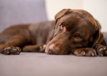 Ascites In Dogs: Symptoms, Causes, & Treatments