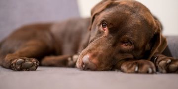Ascites In Dogs: Symptoms, Causes, & Treatments