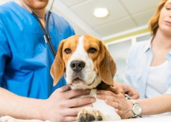 Uremia In Dogs: Symptoms, Causes, & Treatments
