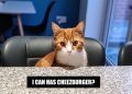 The Meme-ing of Life: Dr Karyn’s Cats Recreate Their Favorite Memes