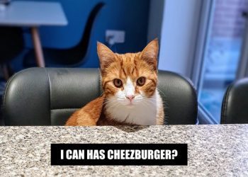 The Meme-ing of Life: Dr Karyn’s Cats Recreate Their Favorite Memes