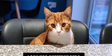 The Meme-ing of Life: Dr Karyn’s Cats Recreate Their Favorite Memes