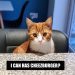 The Meme-ing of Life: Dr Karyn’s Cats Recreate Their Favorite Memes