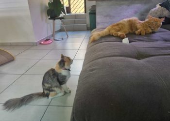 Perfect Kitty Frenemies: Ivy and Her Orange Friend