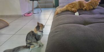 Perfect Kitty Frenemies: Ivy and Her Orange Friend