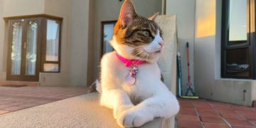 Golf Course Cats: Keeping Up With Milly (Part One)