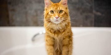 Can You Use Human Shampoo on Cats? Vet-Reviewed Risks & Alternatives