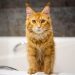 Can You Use Human Shampoo on Cats? Vet-Reviewed Risks & Alternatives