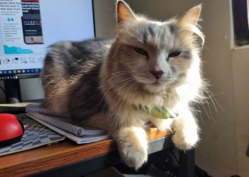 My Cat Thinks I’m Weird: Ivy’s Take on Human Habits