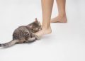 How to Train a Cat Not to Bite: 8 Vet-Approved Tips and Tricks