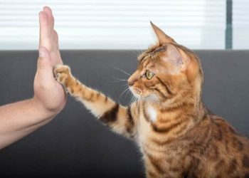 How to Teach Your Cat to High Five: The Step-By-Step Guide