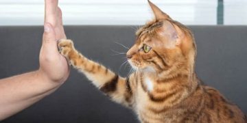 How to Teach Your Cat to High Five: The Step-By-Step Guide