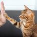 How to Teach Your Cat to High Five: The Step-By-Step Guide