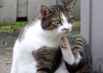 How Can I Soothe My Cat’s Itchy Skin: 9 Natural Home Remedies