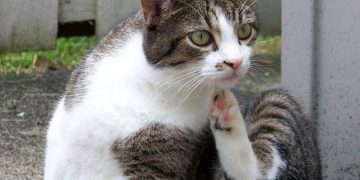 How Can I Soothe My Cat’s Itchy Skin: 9 Natural Home Remedies