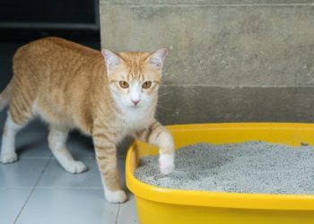 8 Common Litter Box Issues & How to Fix Them