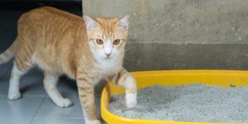 8 Common Litter Box Issues & How to Fix Them