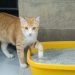 8 Common Litter Box Issues & How to Fix Them
