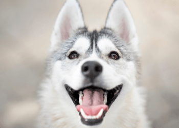 How Many Teeth Do Dogs Have?