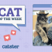 Catster Photo Contest: Cats of the Week Winners (May 08, 2025)