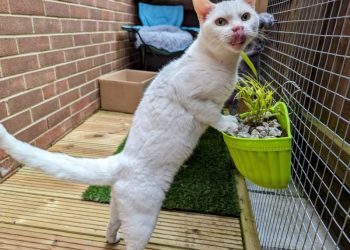 The Cat Grass Conundrum: Clutch’s Fetish For Foliage