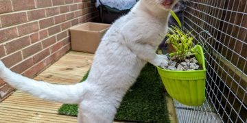 The Cat Grass Conundrum: Clutch’s Fetish For Foliage